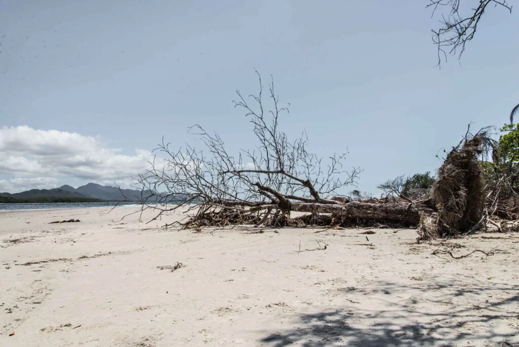 Carolina Kotchetkoff 11