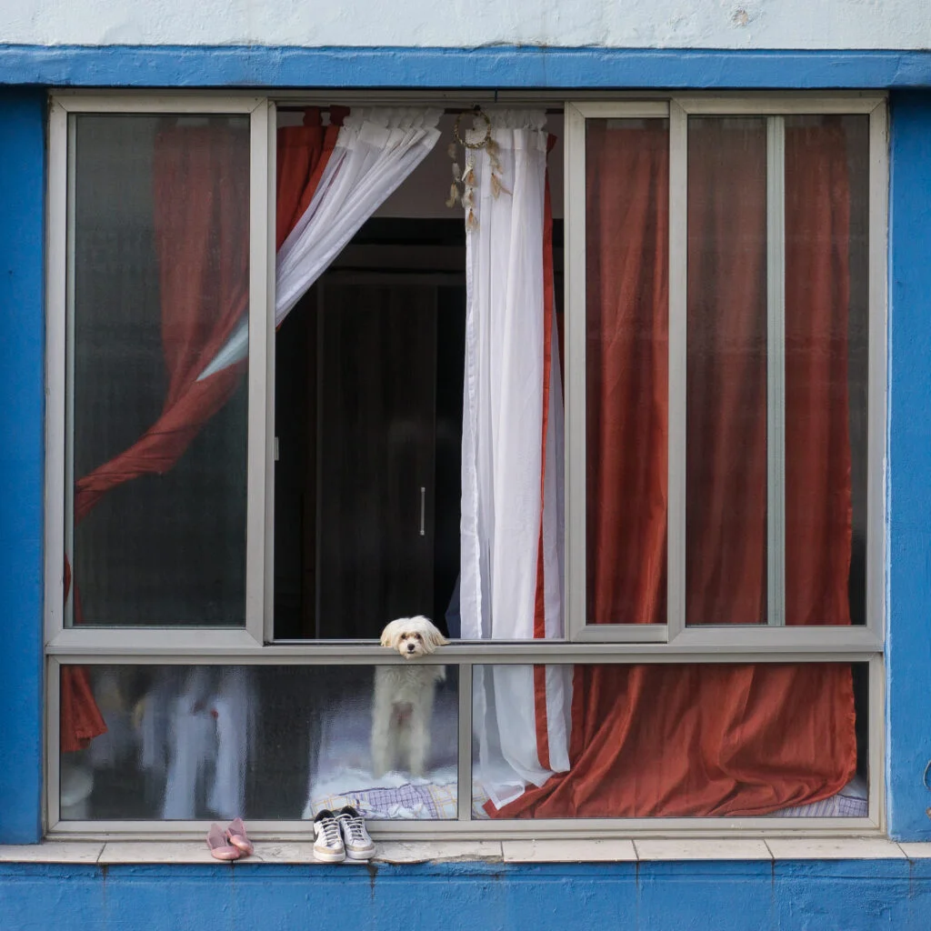 Daniela-Schneider_Elevado_09