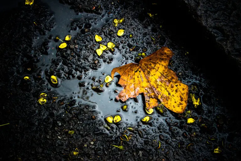 TETE-SILVA_NEM-TUDO-6-13a9941cb3fb5c34af89c6057da8b24c