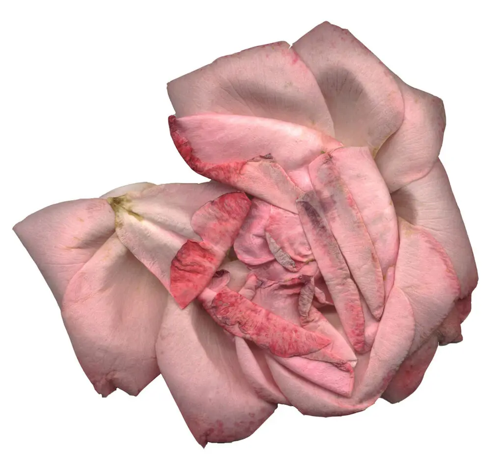 Monica- Vendramini_Rosas (3)