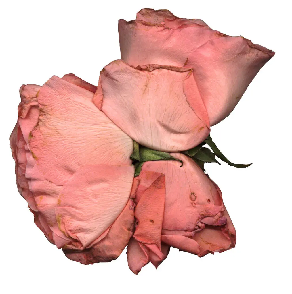Monica- Vendramini_Rosas (5)