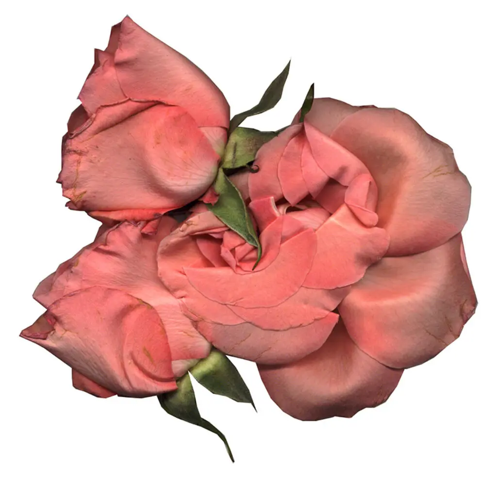 Monica- Vendramini_Rosas (6)