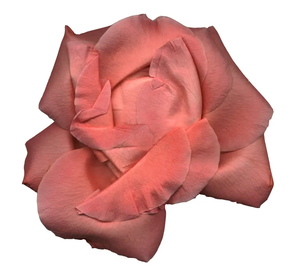 Monica- Vendramini_Rosas (8)