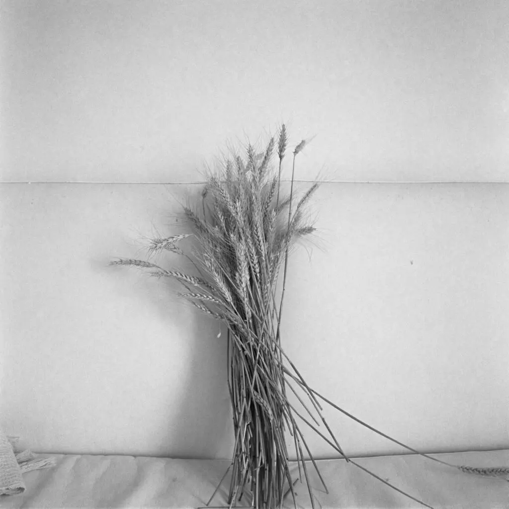 Patricia Gouvea_Fenda 02