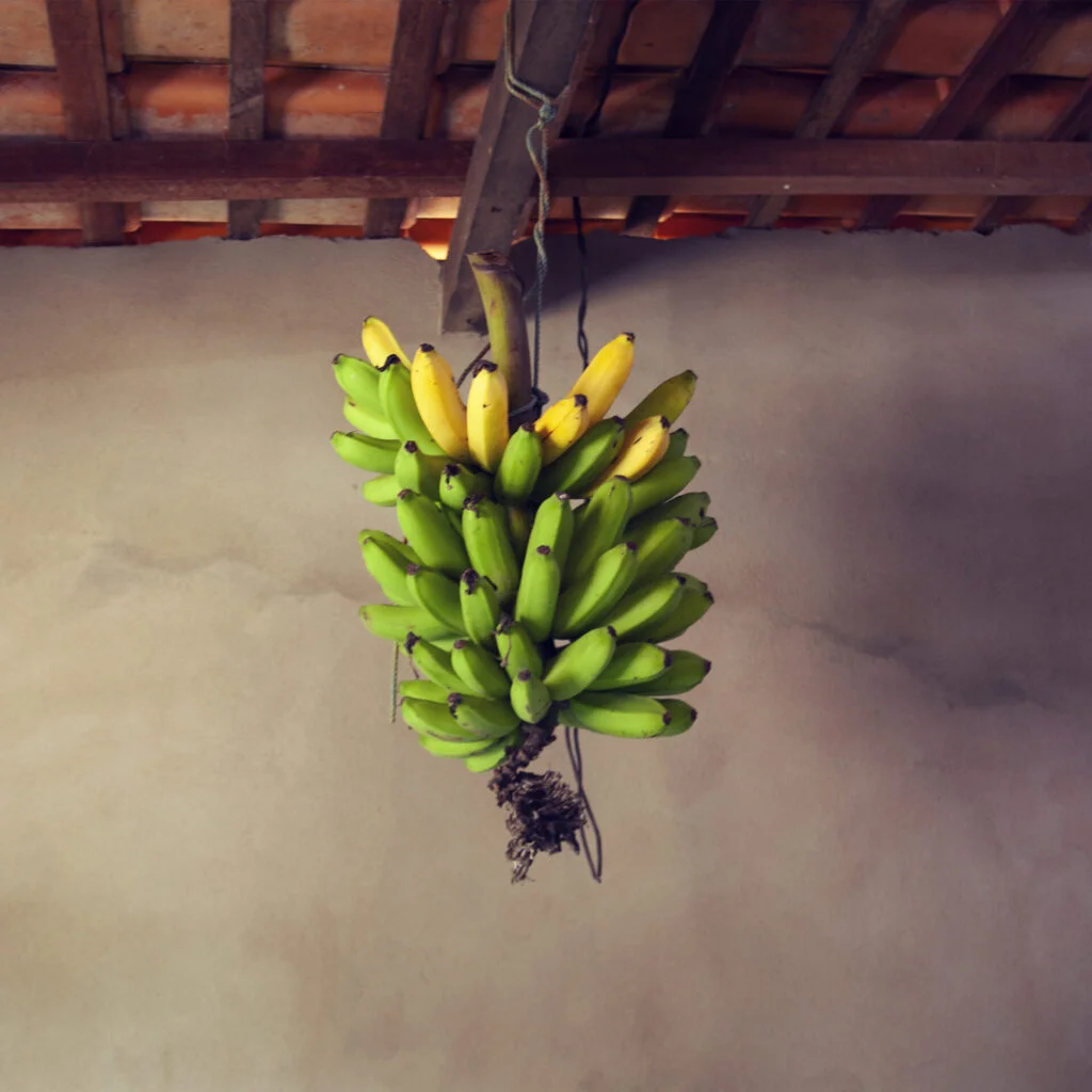 AngelaBerlinde_bananas