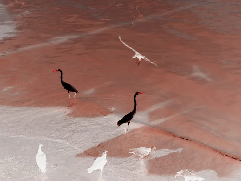 AngelaBerlinde_garcas