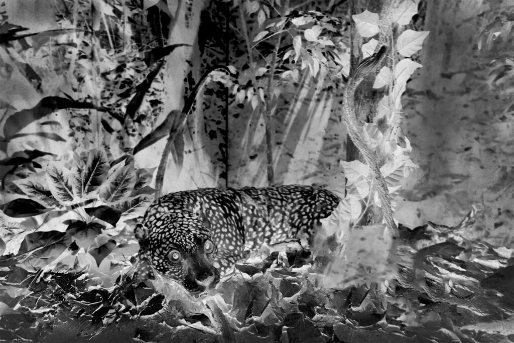 AngelaBerlinde_onça_