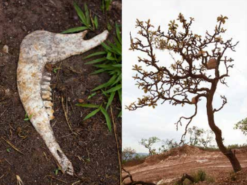 estados-de-conservacao-5