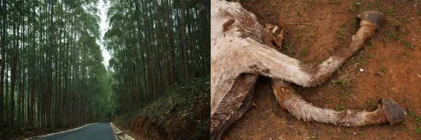 estados-de-conservacao-6