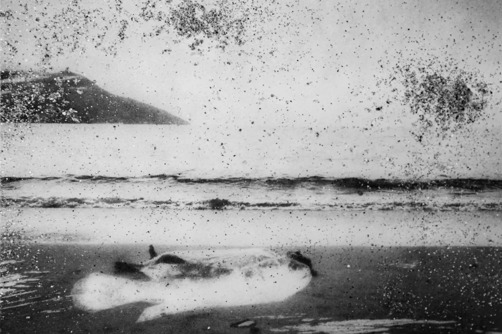 THALASSA-01